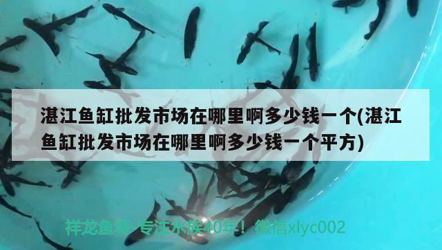 湛江魚缸批發(fā)市場在哪里啊多少錢一個(湛江魚缸批發(fā)市場在哪里啊多少錢一個平方) 觀賞魚市場（混養(yǎng)魚）