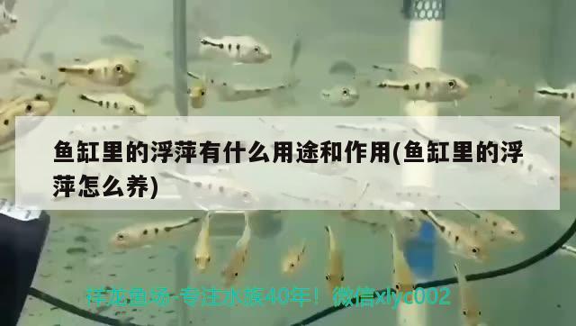 魚缸里的浮萍有什么用途和作用(魚缸里的浮萍怎么養(yǎng))