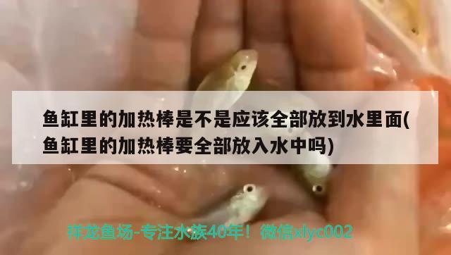 魚缸里的加熱棒是不是應(yīng)該全部放到水里面(魚缸里的加熱棒要全部放入水中嗎)