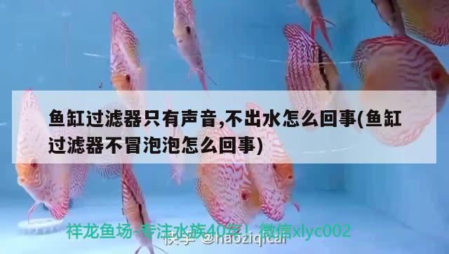 魚缸過濾器只有聲音,不出水怎么回事(魚缸過濾器不冒泡泡怎么回事)