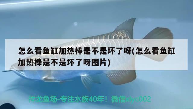 怎么看魚缸加熱棒是不是壞了呀(怎么看魚缸加熱棒是不是壞了呀圖片) 水族品牌