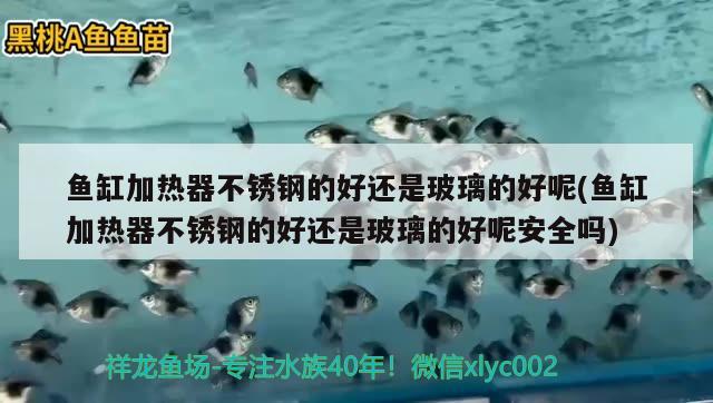 魚缸加熱器不銹鋼的好還是玻璃的好呢(魚缸加熱器不銹鋼的好還是玻璃的好呢安全嗎) 成吉思汗鯊（球鯊）魚 第2張