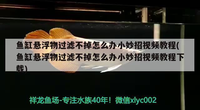 魚缸懸浮物過濾不掉怎么辦小妙招視頻教程(魚缸懸浮物過濾不掉怎么辦小妙招視頻教程下載)