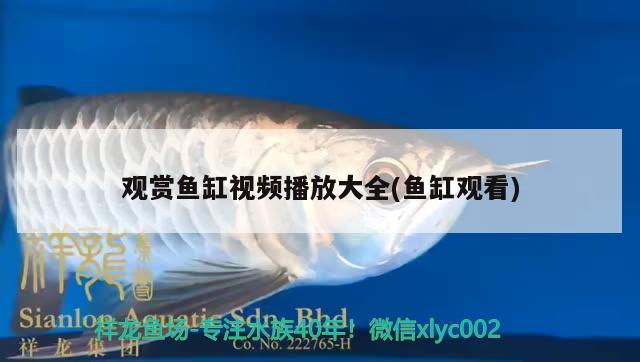 觀賞魚缸視頻播放大全(魚缸觀看)