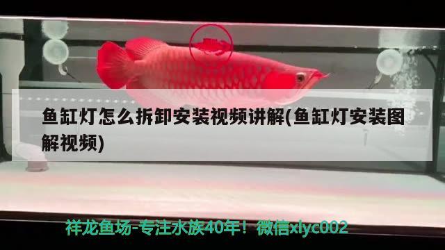 魚缸燈怎么拆卸安裝視頻講解(魚缸燈安裝圖解視頻)