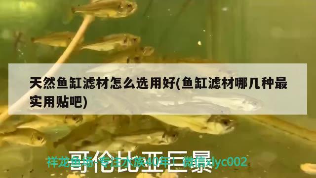 天然魚缸濾材怎么選用好(魚缸濾材哪幾種最實(shí)用貼吧)