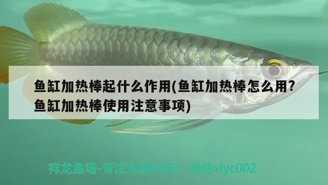 魚(yú)缸加熱棒起什么作用(魚(yú)缸加熱棒怎么用?魚(yú)缸加熱棒使用注意事項(xiàng)) 魚(yú)缸風(fēng)水