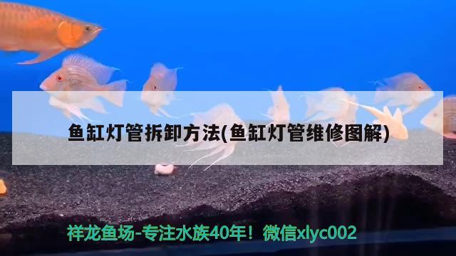 魚缸燈管拆卸方法(魚缸燈管維修圖解)