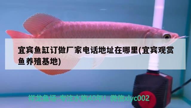 宜賓魚缸訂做廠家電話地址在哪里(宜賓觀賞魚養(yǎng)殖基地) 觀賞魚