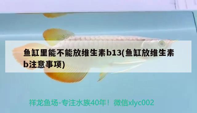 魚缸里能不能放維生素b13(魚缸放維生素b注意事項(xiàng))