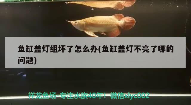 魚缸蓋燈組壞了怎么辦(魚缸蓋燈不亮了哪的問題) 潛水泵