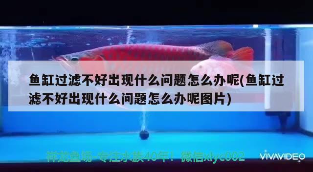 魚缸過濾不好出現(xiàn)什么問題怎么辦呢(魚缸過濾不好出現(xiàn)什么問題怎么辦呢圖片) 彩鰈魚缸（彩蝶魚缸）