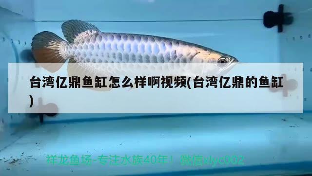 臺(tái)灣億鼎魚缸怎么樣啊視頻(臺(tái)灣億鼎的魚缸) 福滿鉆魚