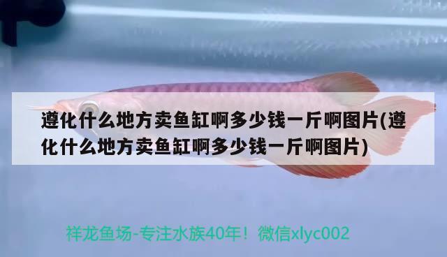 遵化什么地方賣魚缸啊多少錢一斤啊圖片(遵化什么地方賣魚缸啊多少錢一斤啊圖片) 白子銀版魚苗