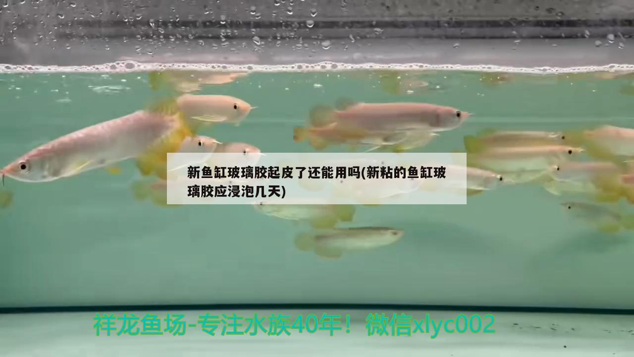 新魚缸玻璃膠起皮了還能用嗎(新粘的魚缸玻璃膠應(yīng)浸泡幾天) 三色錦鯉魚