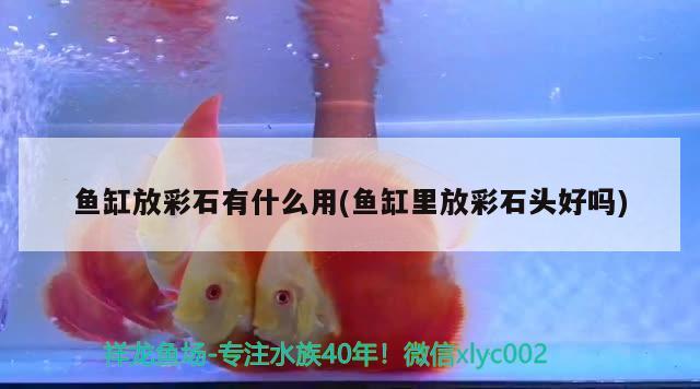 魚缸放彩石有什么用(魚缸里放彩石頭好嗎)