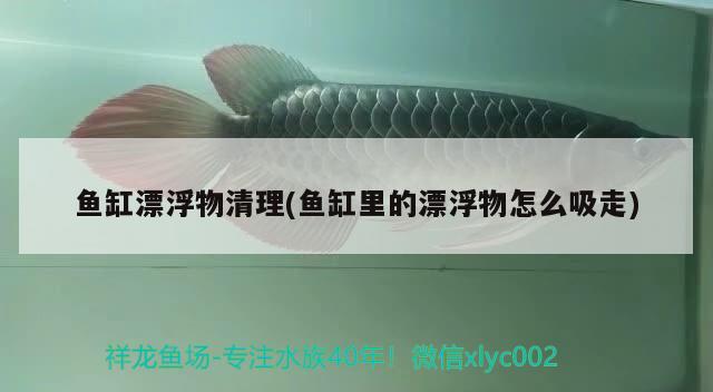 魚缸漂浮物清理(魚缸里的漂浮物怎么吸走) 黃金斑馬魚