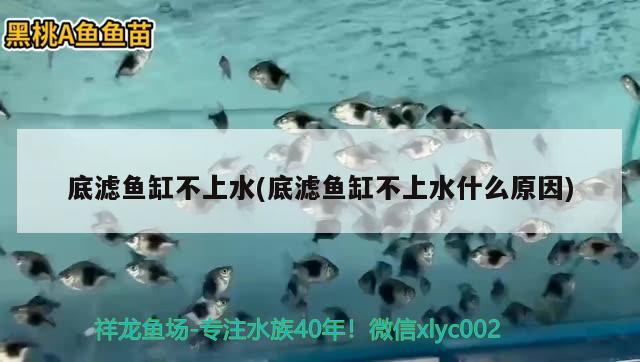 底濾魚缸不上水(底濾魚缸不上水什么原因)