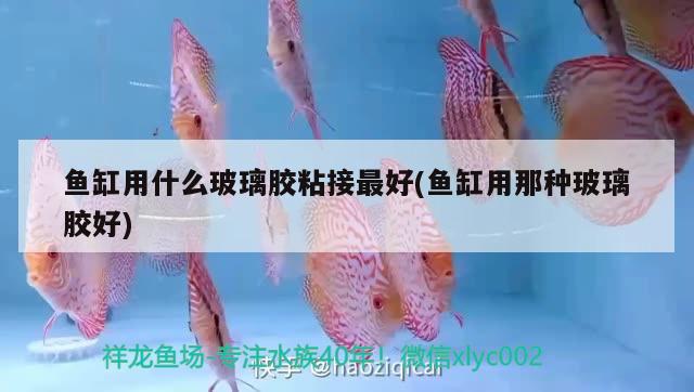 魚缸用什么玻璃膠粘接最好(魚缸用那種玻璃膠好)