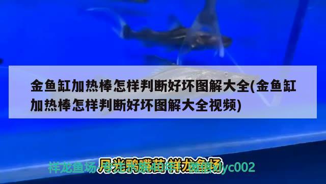 金魚缸加熱棒怎樣判斷好壞圖解大全(金魚缸加熱棒怎樣判斷好壞圖解大全視頻)