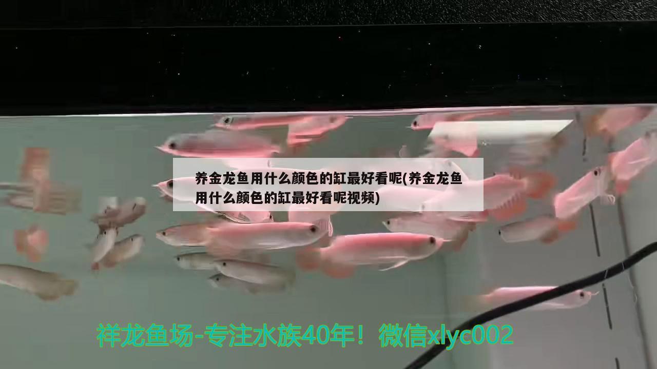 養(yǎng)金龍魚用什么顏色的缸最好看呢(養(yǎng)金龍魚用什么顏色的缸最好看呢視頻)