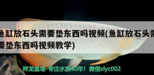 魚缸放石頭需要墊東西嗎視頻(魚缸放石頭需要墊東西嗎視頻教學) 黃金鴨嘴魚