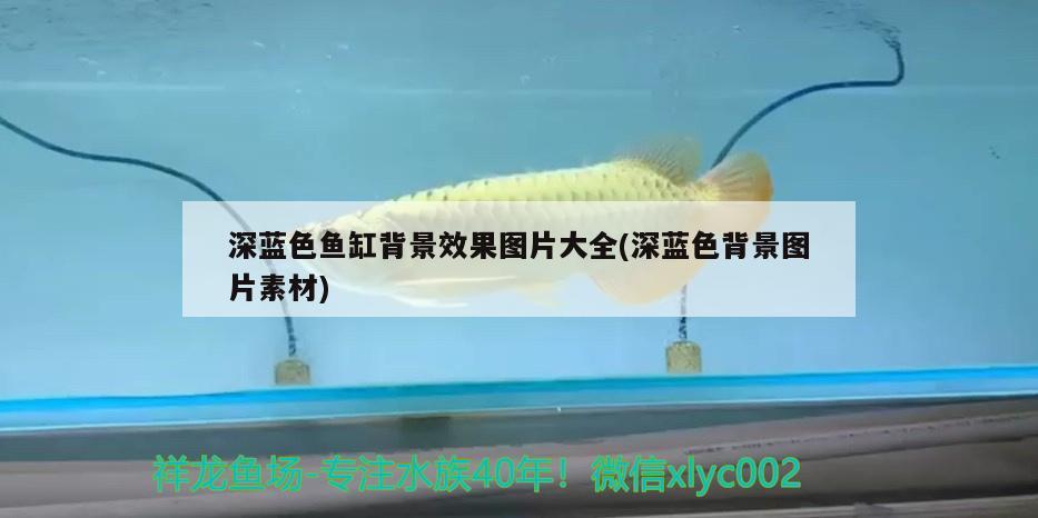 深藍色魚缸背景效果圖片大全(深藍色背景圖片素材) 申古銀版魚