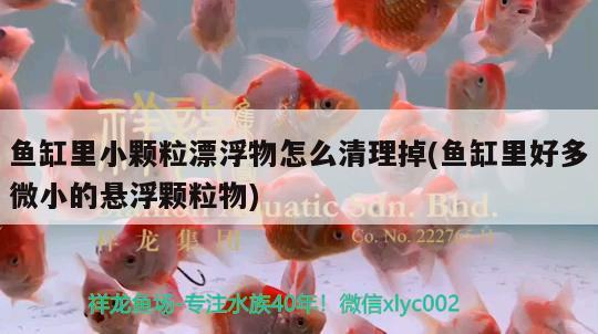 魚缸里小顆粒漂浮物怎么清理掉(魚缸里好多微小的懸浮顆粒物)