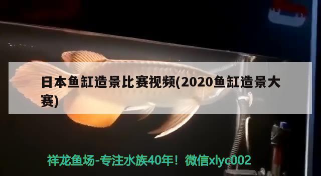 日本魚缸造景比賽視頻(2020魚缸造景大賽) 黃鰭鯧魚