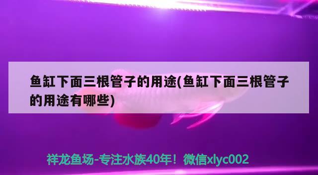 魚缸下面三根管子的用途(魚缸下面三根管子的用途有哪些) 黃金斑馬魚