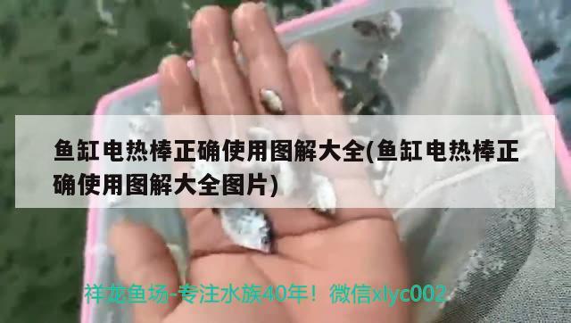 魚缸電熱棒正確使用圖解大全(魚缸電熱棒正確使用圖解大全圖片)