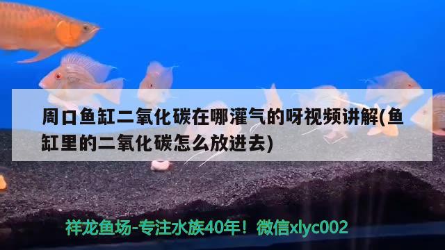 周口魚缸二氧化碳在哪灌氣的呀視頻講解(魚缸里的二氧化碳怎么放進去)