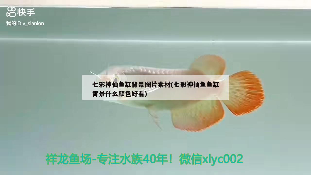 七彩神仙魚缸背景圖片素材(七彩神仙魚魚缸背景什么顏色好看)