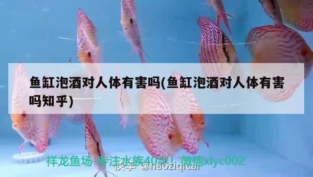 魚(yú)缸泡酒對(duì)人體有害嗎(魚(yú)缸泡酒對(duì)人體有害嗎知乎)