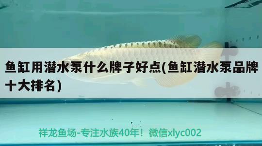 魚缸用潛水泵什么牌子好點(魚缸潛水泵品牌十大排名)