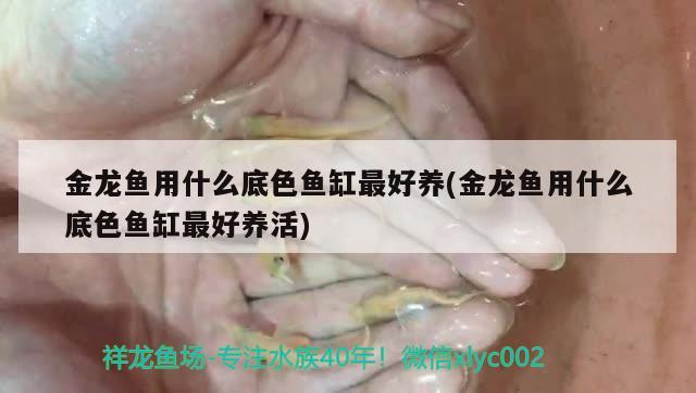 金龍魚用什么底色魚缸最好養(yǎng)(金龍魚用什么底色魚缸最好養(yǎng)活) 過濾設(shè)備