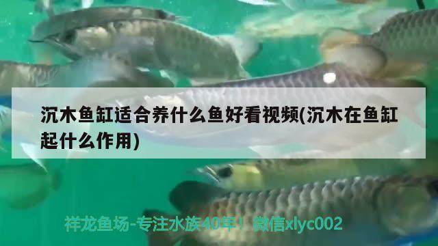 沉木魚缸適合養(yǎng)什么魚好看視頻(沉木在魚缸起什么作用) 小型觀賞魚