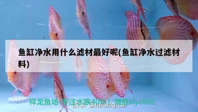 魚缸凈水用什么濾材最好呢(魚缸凈水過濾材料) 虎斑恐龍魚