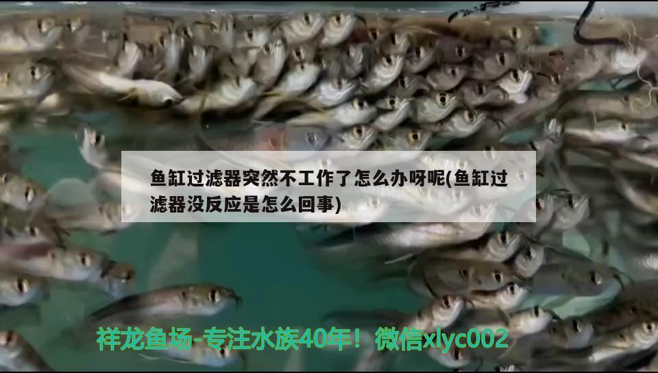 魚缸過濾器突然不工作了怎么辦呀呢(魚缸過濾器沒反應(yīng)是怎么回事)