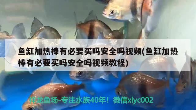 魚缸加熱棒有必要買嗎安全嗎視頻(魚缸加熱棒有必要買嗎安全嗎視頻教程)