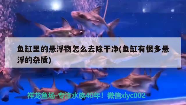 魚缸里的懸浮物怎么去除干凈(魚缸有很多懸浮的雜質(zhì)) 恐龍王魚