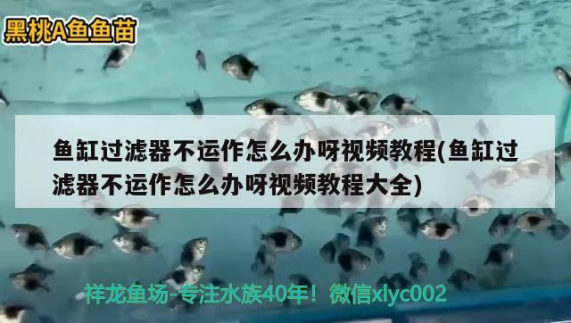 魚(yú)缸過(guò)濾器不運(yùn)作怎么辦呀視頻教程(魚(yú)缸過(guò)濾器不運(yùn)作怎么辦呀視頻教程大全)