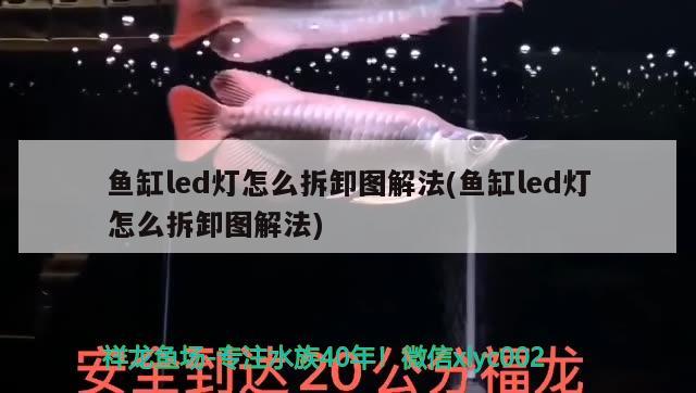 魚缸led燈怎么拆卸圖解法(魚缸led燈怎么拆卸圖解法)