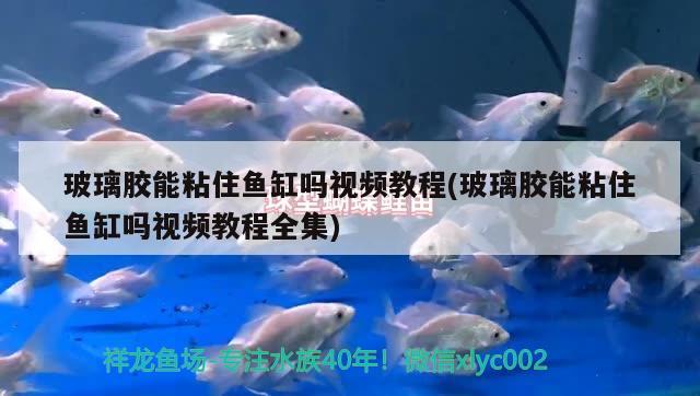 玻璃膠能粘住魚缸嗎視頻教程(玻璃膠能粘住魚缸嗎視頻教程全集) 黃金眼鏡蛇雷龍魚