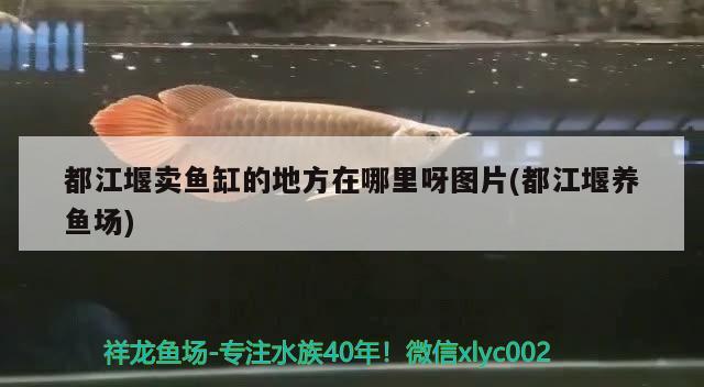 都江堰賣魚缸的地方在哪里呀圖片(都江堰養(yǎng)魚場(chǎng)) 殺菌消毒設(shè)備