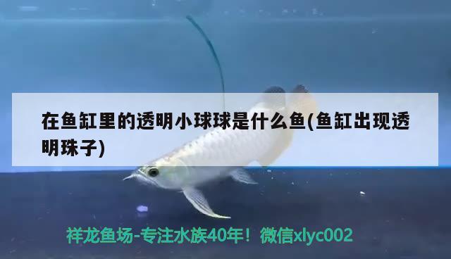 在魚缸里的透明小球球是什么魚(魚缸出現(xiàn)透明珠子)