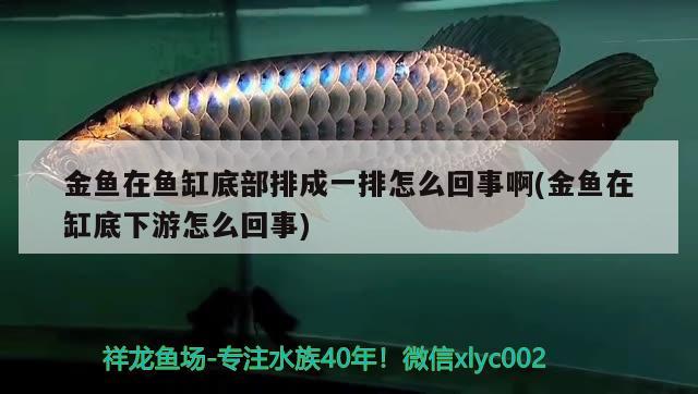 金魚在魚缸底部排成一排怎么回事啊(金魚在缸底下游怎么回事) 水族用品