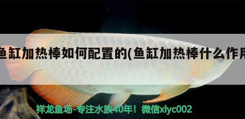 魚缸加熱棒如何配置的(魚缸加熱棒什么作用)