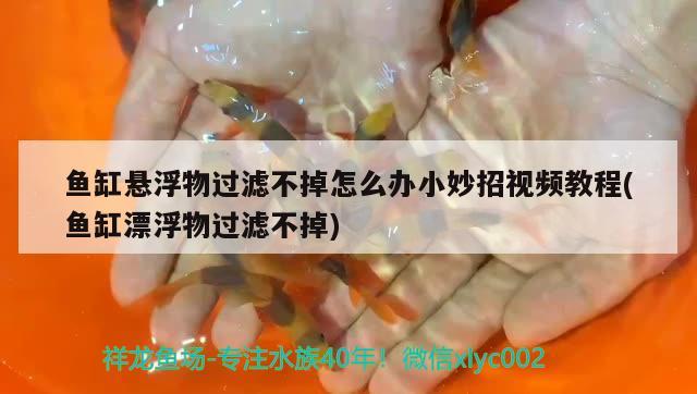 魚缸懸浮物過濾不掉怎么辦小妙招視頻教程(魚缸漂浮物過濾不掉) 哥倫比亞巨暴魚苗