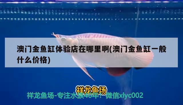 澳門金魚缸體驗店在哪里啊(澳門金魚缸一般什么價格)